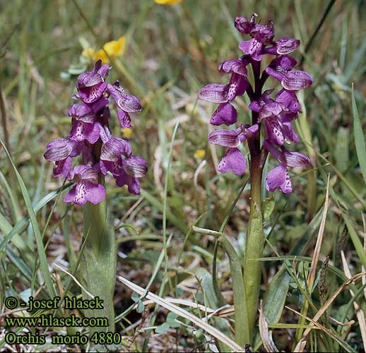 Orchis morio Meadow Salep-gogeurt Palokämmekkää bouffon Harlekijn