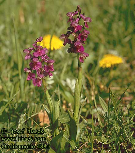 Orchis morio Harlekijn Orchide minore Agárkosbor Kleines Knabenkraut