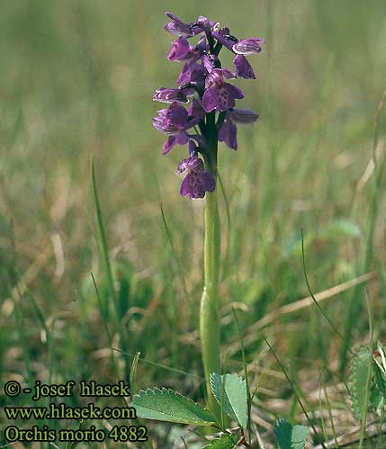 Orchis morio Kleines Knabenkraut Storczyk samiczy Vstavač obyčajný