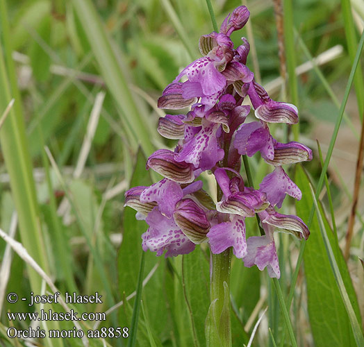 Orchis morio Storczyk samiczy Vstavač kukačka Amor de dama