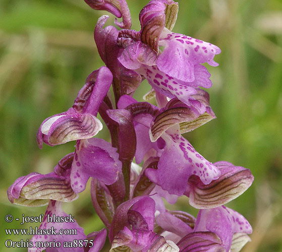 Orchis morio vstavač obyčajný kukačka Amor dama