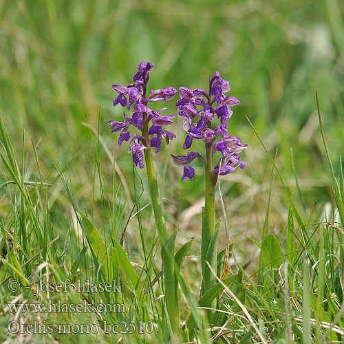 Vstavač kukačka Amor de dama Göknyckel göknyckelblomster