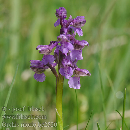 Обикновен салеп オルキス･モリオ Ятрышник дремлик Orchis morio