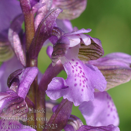 Meadow Orchis Salep-gøgeurt Palokämmekkää bouffon Harlekijn