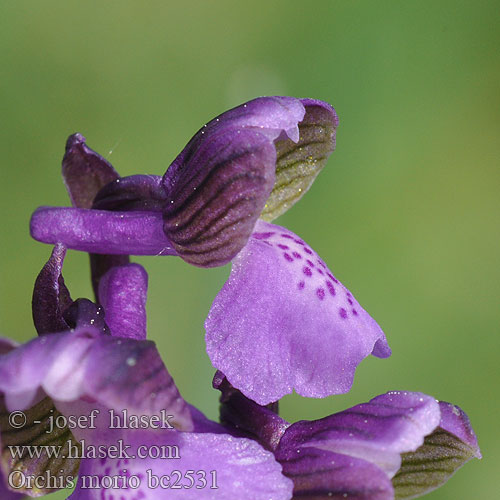 Orchis bouffon Harlekijn Orchide minore Agárkosbor