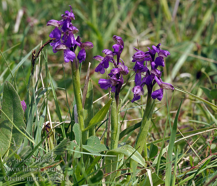 Orchis morio Vstavač kukačka