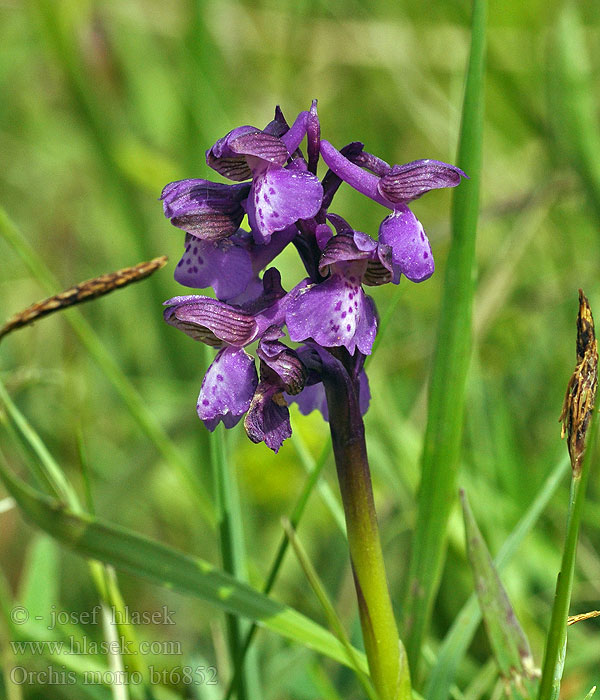 Orchis morio Meadow Orchis Kleines Knabenkraut