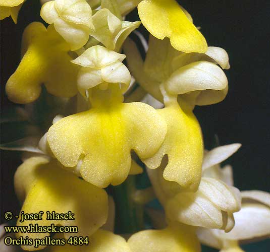 Orchis pallens Orchide pallida Sápadt kosbor