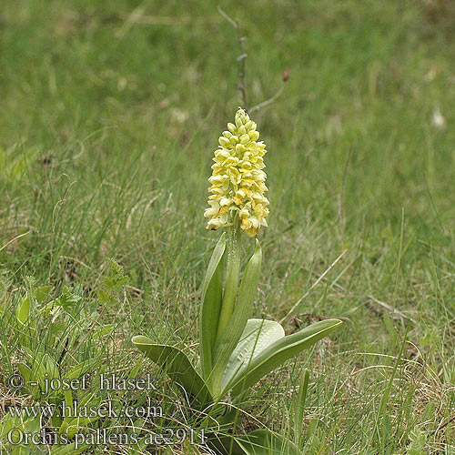 Orchis pallens Blasse Kabenkraut Storczyk blady Vstavač bledý