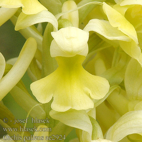 Orchis pallens Vstavač bledý