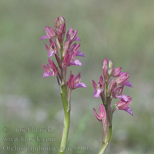 Orchis papilionacea caspia Anacamptis papiliona Butterfly Orchid