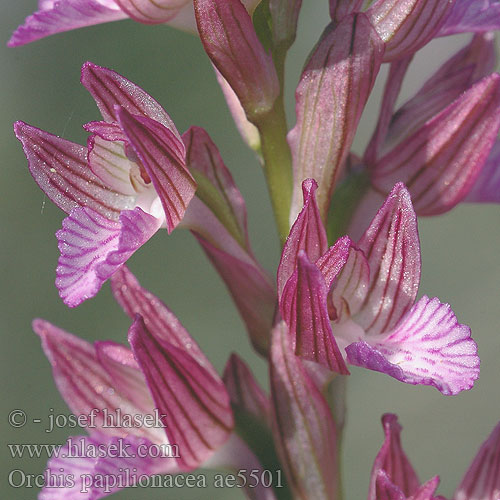 Vstavač motýlovitý Orquídea mariposa Schmetterlings-Knabenkraut