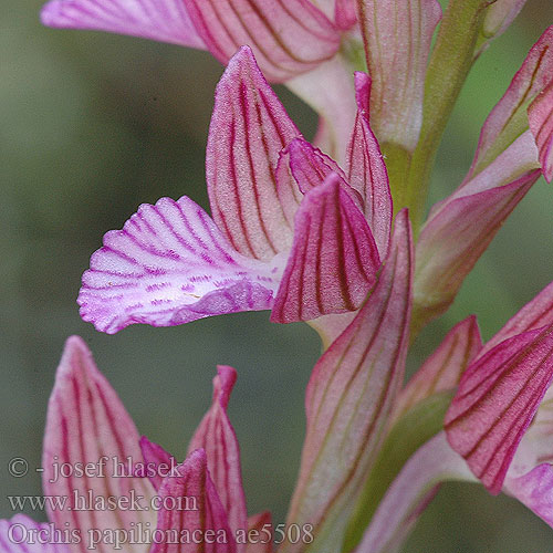 Orchis papillon Orchidea farfalla Vlinderorchis Ятрышник каспийский