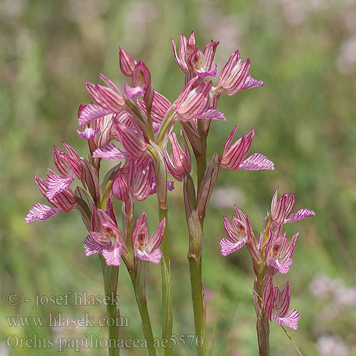 סחלב פרפרניסחלב פרפרני Orchis papilionacea caspia Anacamptis papiliona