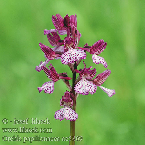 Butterfly Orchid Vstavač motýlovitý Orquídea mariposa