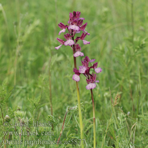 Schmetterlings-Knabenkraut Orchis papillon Orchidea farfalla