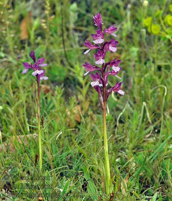 Orchis papilionacea