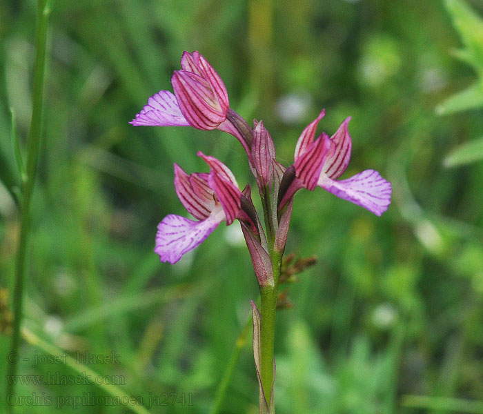 Orchis papilionacea