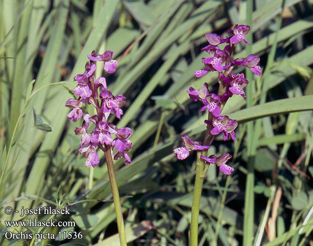 Orchis picta 11536 UK: Painted orchid FR: Orchis peint DE: Bemaltes Knabenkraut