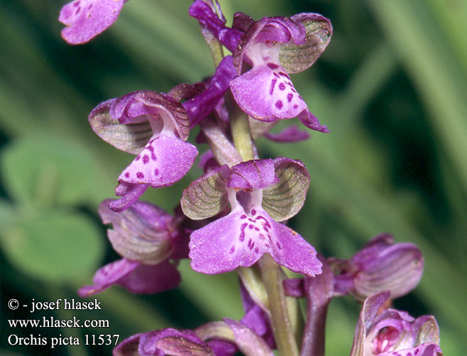 Orchis picta 11537 UK: Painted orchid FR: Orchis peint DE: Bemaltes Knabenkraut