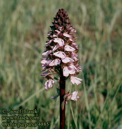 Orchis purpurea fusca purpurata Bruine Lady Brown Stor Gogeurt