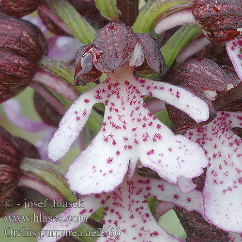 Orchis purpurea Storczyk purpurowy Vstavač purpurový nachový