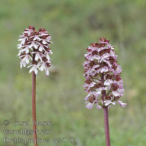 Orchis purpurea Orquídea dama Stornycklar fusca purpurata Bruine