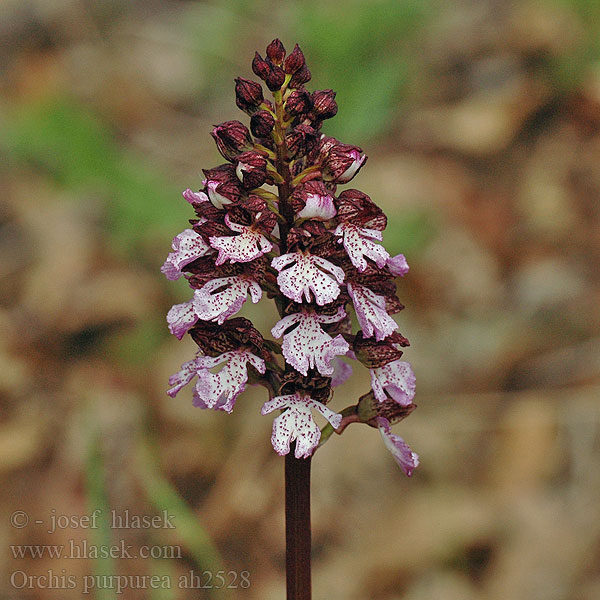 Orchis purpurea Purpurknabenkraut Vstavač nachový