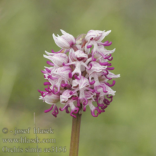 Orchis simia Monkey Orchid Abe-Gogeurt singe