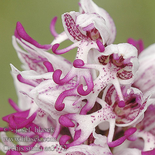 Orchis simia Aapjesorchis Orchide omiciattolo Majomkosbor