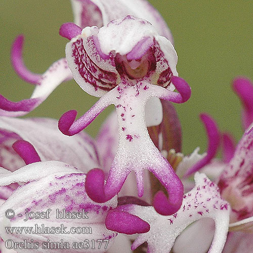 Orchis simia Orchide omiciattolo Majomkosbor