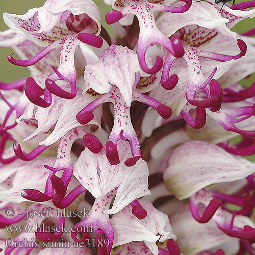 Orchis simia Affenknabenkraut Vstavač opička