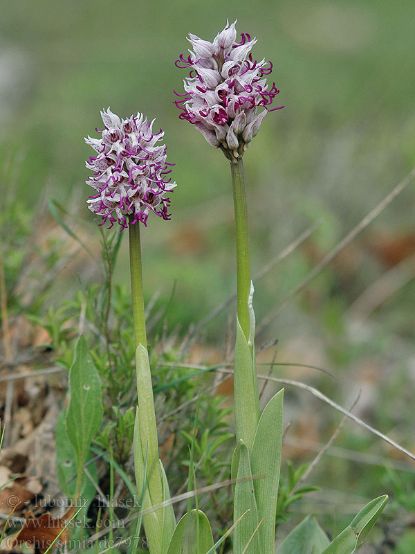 Orchis simia Vstavač opička Monkey Orchid