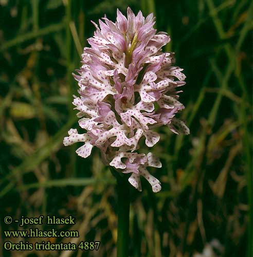 Orchis tridentata Three-toothed orchid tridenté dentelé trois dents