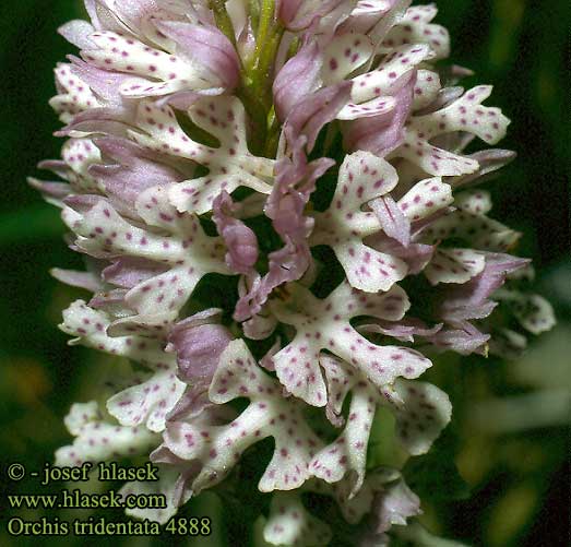 Orchis tridentata Dreizähnges Knabenkraut Storczyk trójzębny