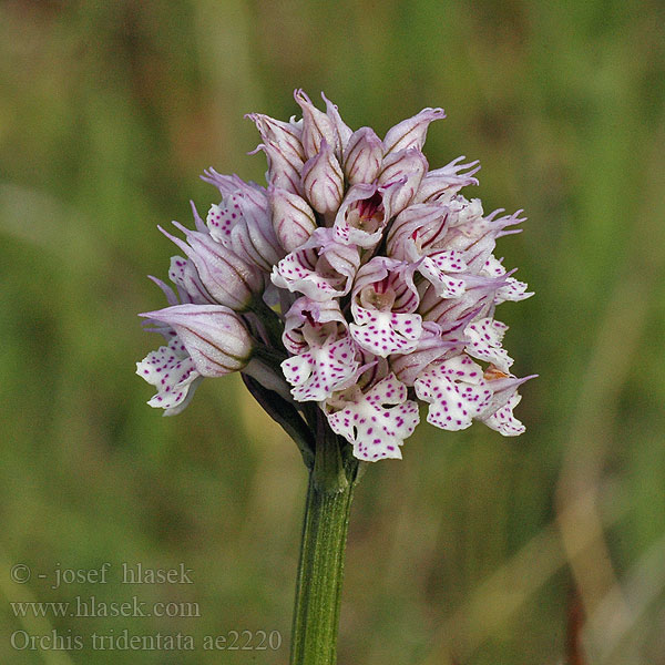 Orchis tridentata Vstavač trojzubý