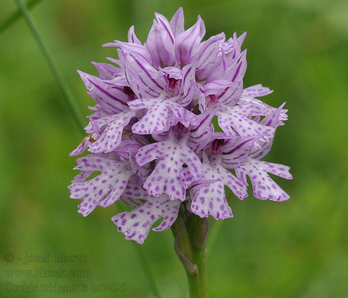 Orchis tridentata