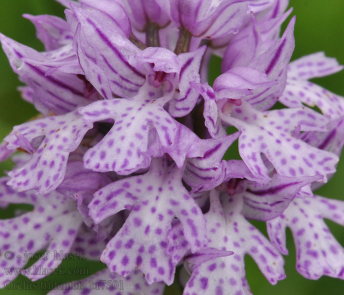 Orchis tridentata