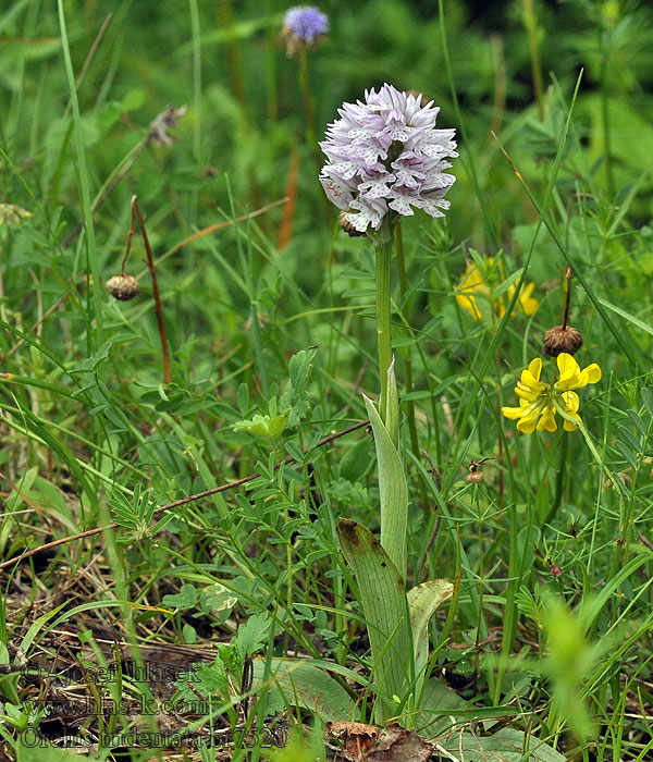 Orchis tridentata