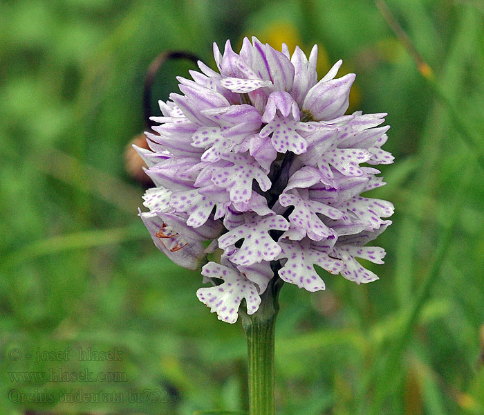 Orchis tridentata