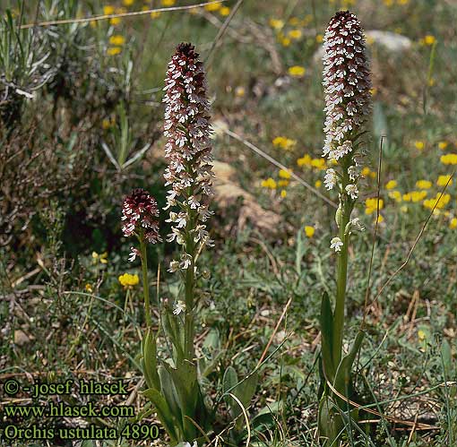 Orchis ustulata ustulatus Burnt orchid Bakke-gogeurt brűlé