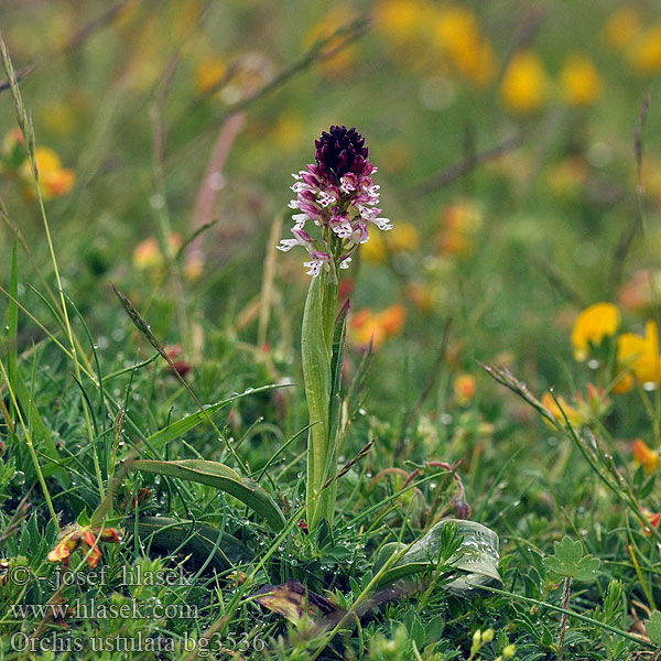 Orchis ustulata Aangebrande orchis Sömörös kosbor