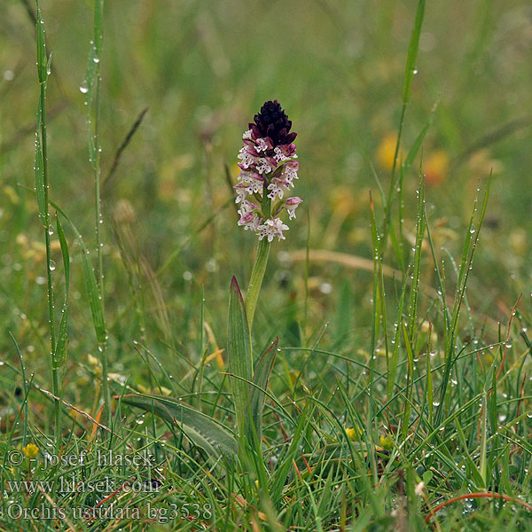 Orchis ustulata Brand Knabenkraut Storczyk drobnokwiatowy