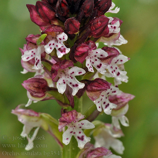 Orchis ustulata Vstavač osmahlý počerný