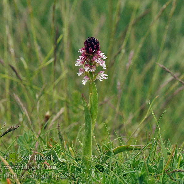 Orchis ustulata Orquídea quemada Krutbrännare