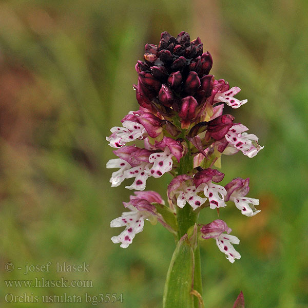 Orchis ustulata Orchidea bruciata bruciacchiata Sipho machiettato