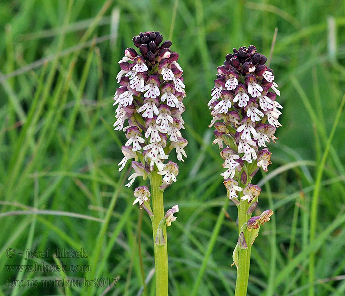 Orchis ustulata