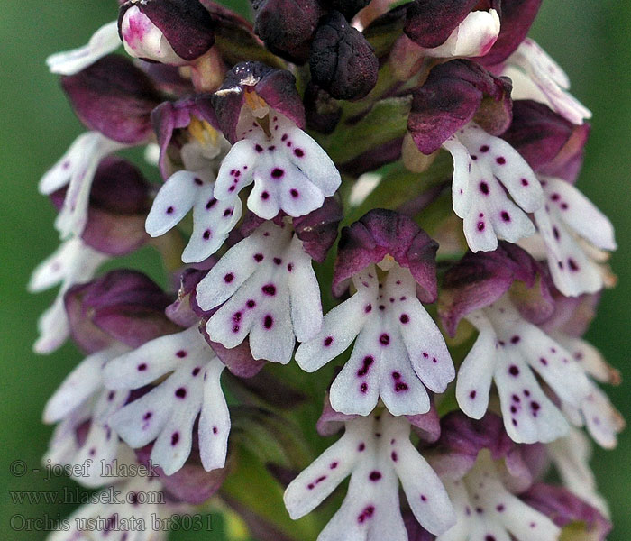 Orchis ustulata