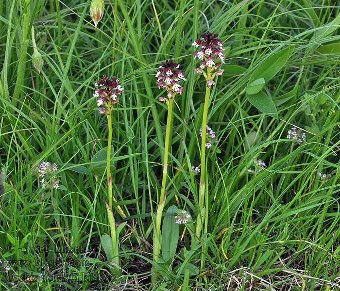 Orchis ustulata