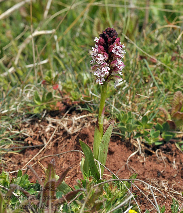 Orchis ustulata